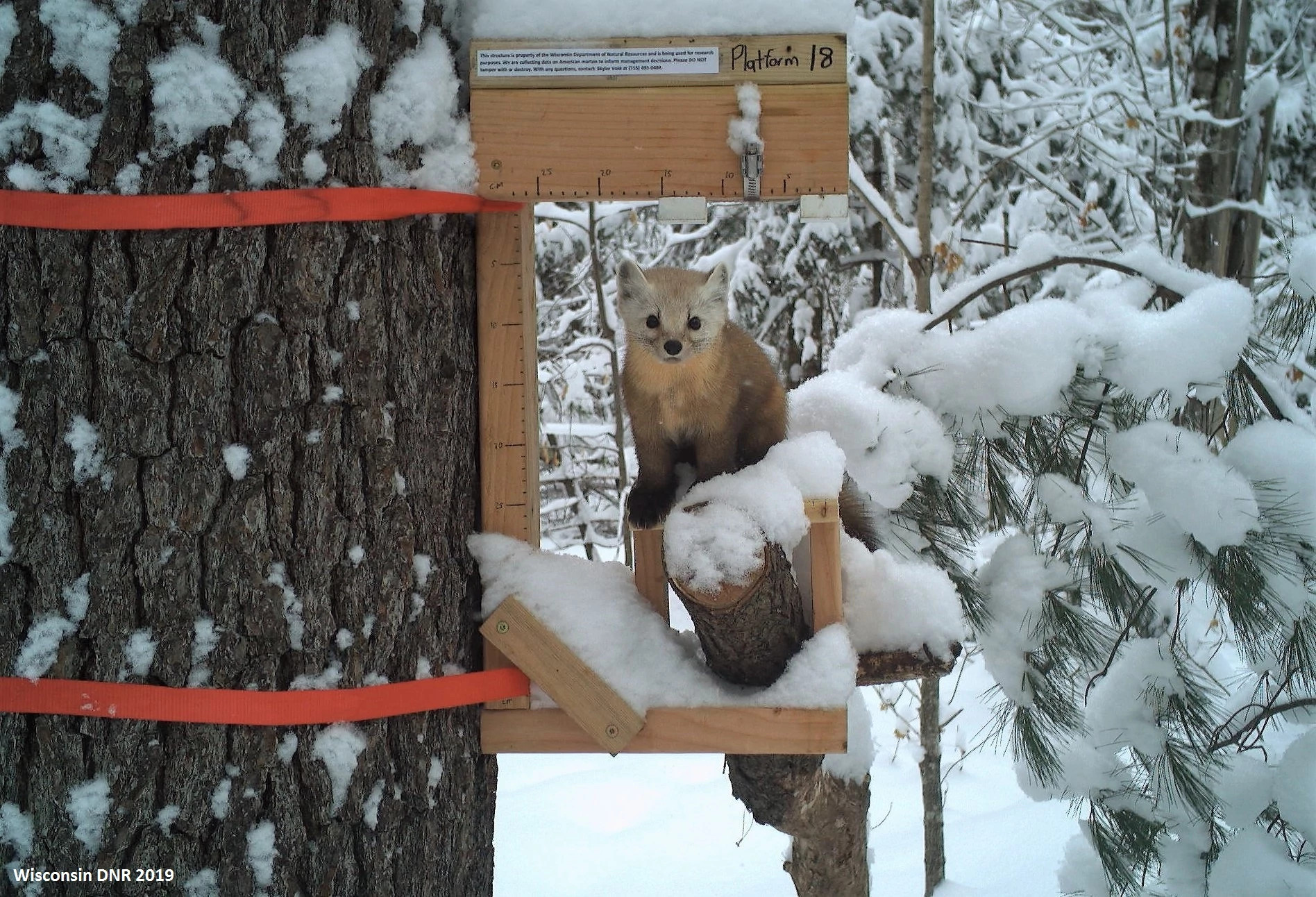 Good News For Endangered Species In A Challenging Year Wisconsin DNR